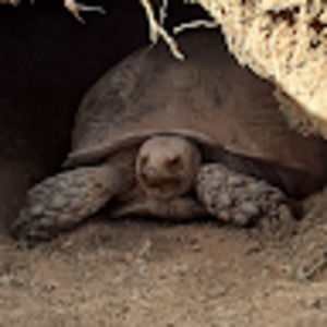 Meet your Posher, Sierra